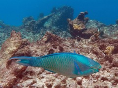 Queen Parrotfish (15